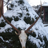 škodnik 82cm.