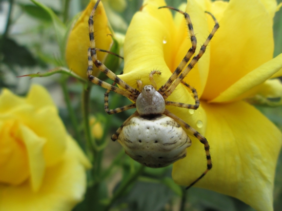 krásny, krížiak laločnatý (Argiope lobata)