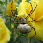 krásny, krížiak laločnatý (Argiope lobata)