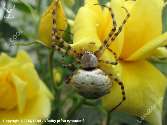 krásny, krížiak laločnatý (Argiope lobata)