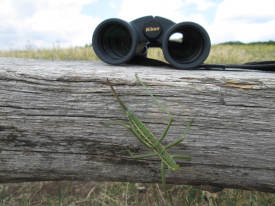 Královná kobyliek (saga pedo)