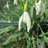 Snežienka jarná (Galanthus nivalis)