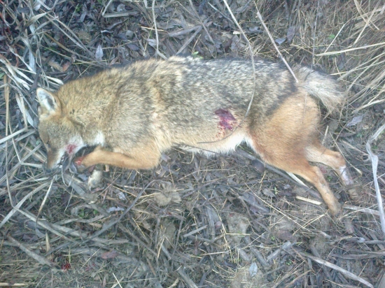 úlovok z otáznikom