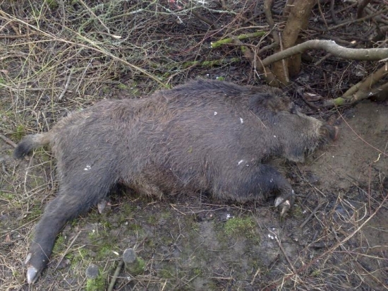 ..........................