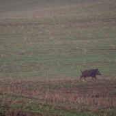 Pánko na prechádzke
