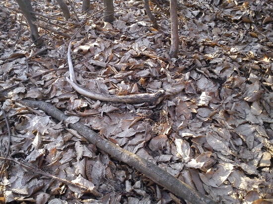 Pekná raritka, ale škoda že si rok poležal