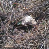 Keď neprší aspoň kvapká ale takto