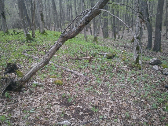 Kamarátov včerajší úhyn, prvý pohľad