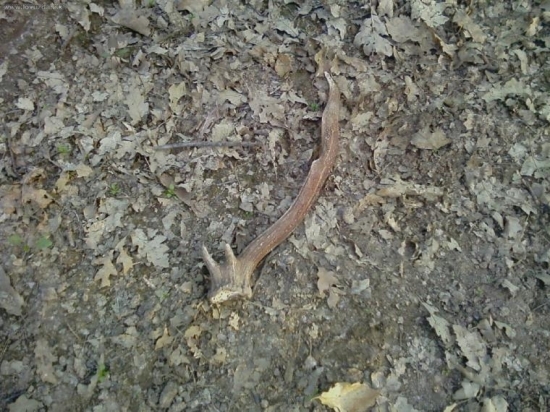 včerajší deduško