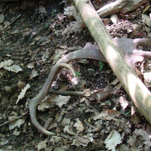 Spomienky na jar 2008