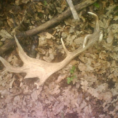 taká menšia raritka