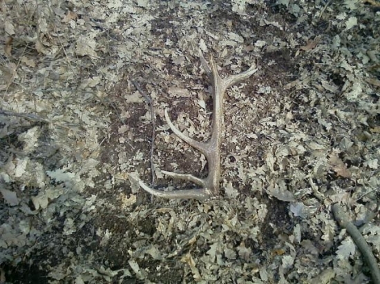 1 čerstvý tohto roku 14toráčik 1,5kg