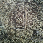 1 čerstvý tohto roku 14toráčik 1,5kg