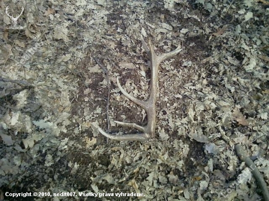 1 čerstvý tohto roku 14toráčik 1,5kg