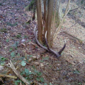 Dnes sa zadarilo ale vlaňajší