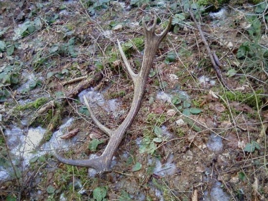 A tu už v plnej kráse 12 torák, 2,40kg