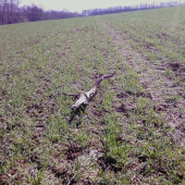 1 čerstvý tohto roku zo včerajších 4