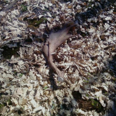 miniséria zo 7.4. pár k ID:59306