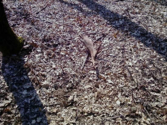 prvý pohľad ID:60794