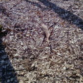 prvý pohľad ID:60794