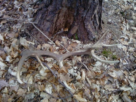 dnešné šťastíčko