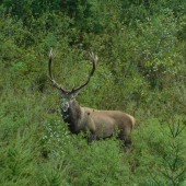 Ranný pohľad z okna