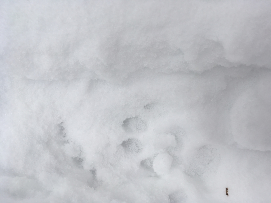 Lynx
