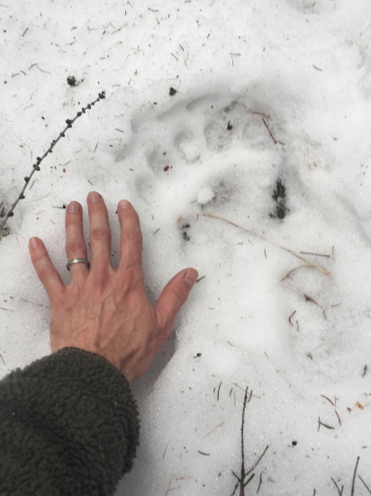 Yogi a Bubu