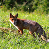 Ráno na lúke