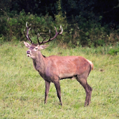 bude kapitálny...../   možno....ak sa dožije veku!  /