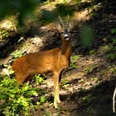 Úspešna vábnička ......v lese