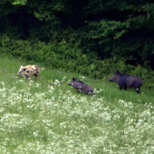 albín ... škoda že ďaleko