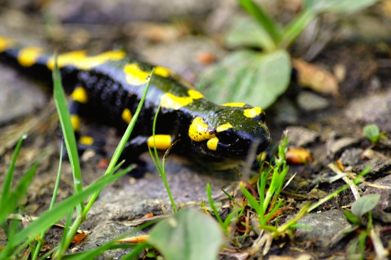 patrí  k najkrajším....