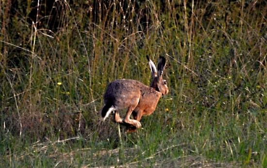 Hop,hop.... a už je preč.
