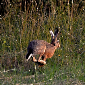 Hop,hop.... a už je preč.
