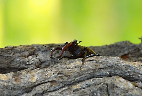Už idem.../roháč obyčajný./