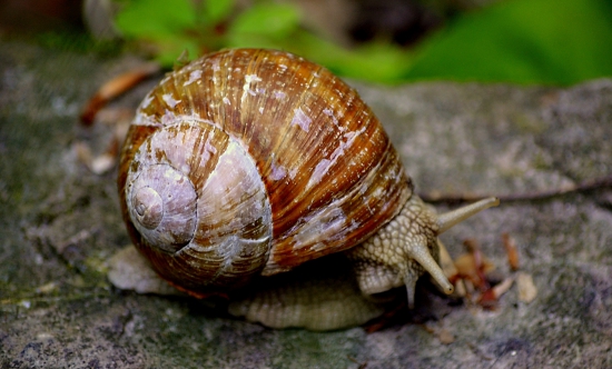 slimák záhradný