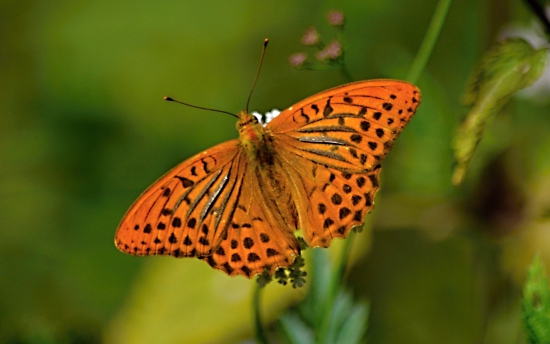 perlovec striebristopásavý