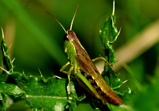 koník dlhotykadlový