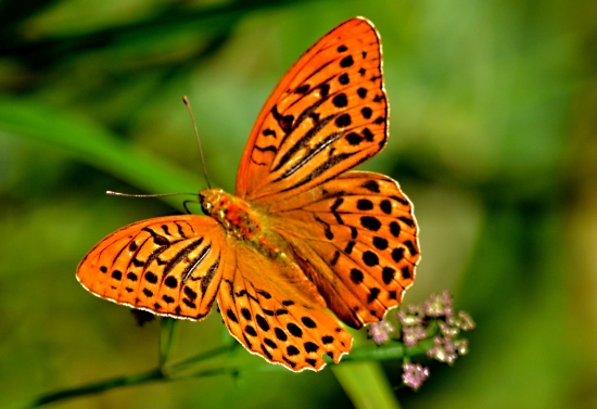 perlovec striebristopásavý