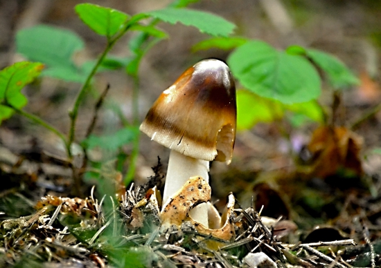 muchotrávka plavohnedá