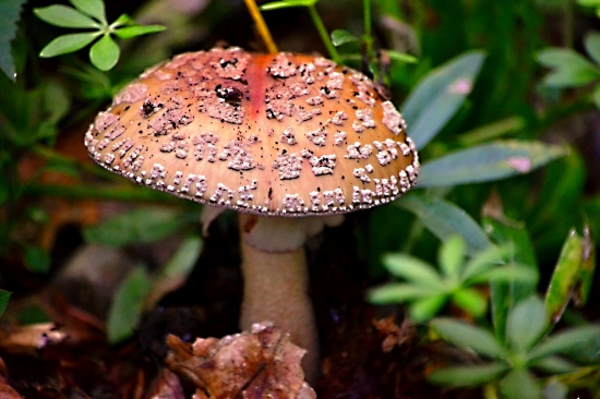 muchotrávka červenkastá