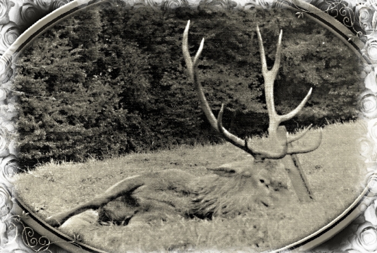 král ....../ PZ Pravenec /