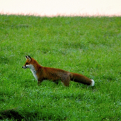 v rannej rose........