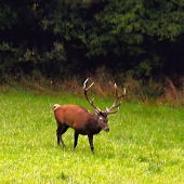 počas ruje .... prichádza
