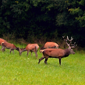 počas ruje.... strážil si ich