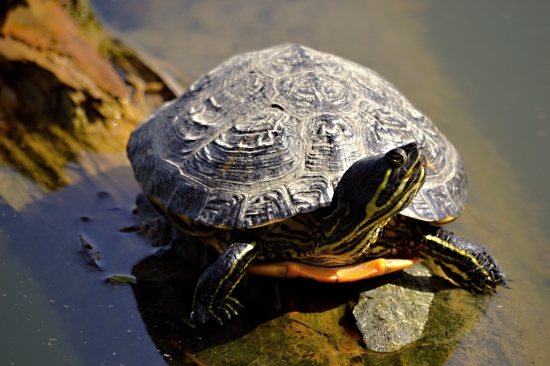 úspešne prezimovali.. / to zas bude falošných záberov /