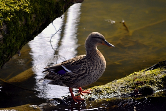Kačica divá ( Anas platyrhynchos)