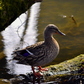 Kačica divá ( Anas platyrhynchos)