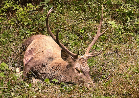 smutná spomienka na ruju 2014/ nájdený /